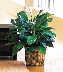 Spathiphyllum Plant