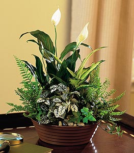 Masculine Dish Garden