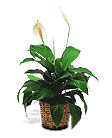 Spathiphyllum Plant